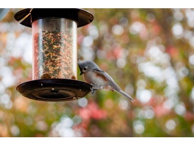 Mangeoires pour oiseaux