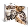 Cartella postale A3 con elastico gattino