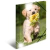 Herma Collezione Cartella Glossy Animali a4 pp Cani