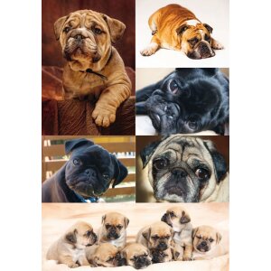 Herma decorazione Sticker decorazione Cani