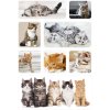 Herma decorazioni Sticker Cat Children