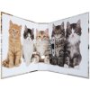 Herma Motif Folder a4 Animali - Gatti