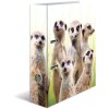 Cartella motivo HERMA A4 Animali esotici - gruppo di suricati