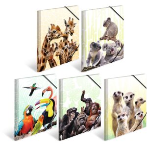 Cartella HERMA A4 PP - Famiglia Koala