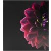 Ceanothe Memo Album Dahlia 200 foto 11,5x15 cm