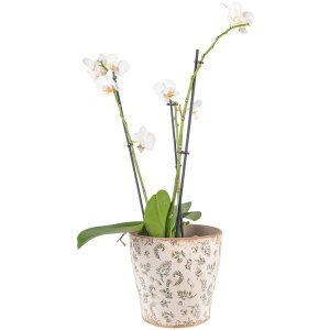 Clayre & Eef 6CE1545L Vaso da fiori decorativo...