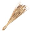 Clayre & Eef 5DF0008 Fiori secchi 20x6x80 cm Beige