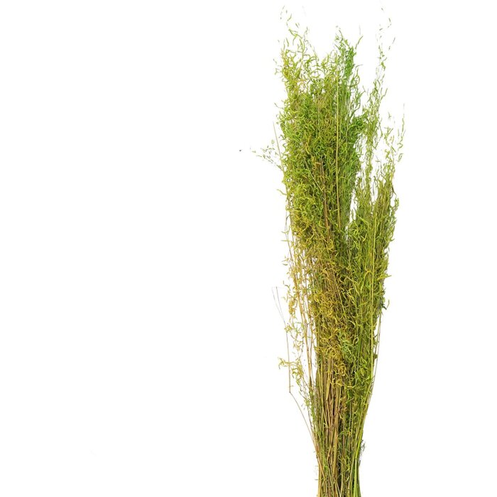 Clayre & Eef 5DF0016 Fiori secchi 90 cm (50 gr) Verde