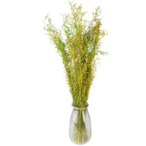 Clayre & Eef 5DF0016 Fiori secchi 90 cm (50 gr) Verde