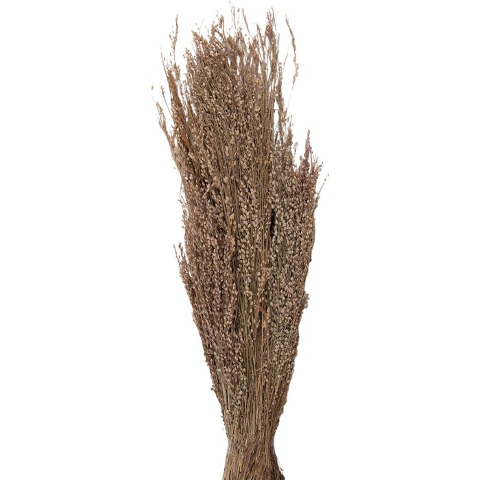 Clayre & Eef 5DF0020 Fiori secchi 55 cm (100 gr) Beige