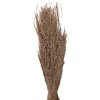 Clayre & Eef 5DF0020 Fiori secchi 55 cm (100 gr) Beige