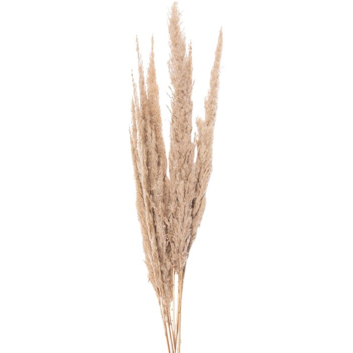 Clayre & Eef 5DF0034 Fiori secchi 100 cm (10) Beige