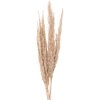 Clayre & Eef 5DF0034 Fiori secchi 100 cm (10) Beige