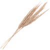 Clayre & Eef 5DF0034 Fiori secchi 100 cm (10) Beige