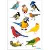 HERMA 15477 Uccelli adesivi multicolore Set decorativo di uccelli