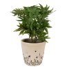 Clayre & Eef 6CEFAF0001M Vaso da fiori per interni Beige, nero Ø 15x14 cm