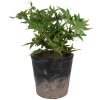 Clayre & Eef 6CE1719L Decorazione Fioriera Ø 17x16 cm Nero Marrone