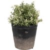 Clayre & Eef 6CE1719M Vaso da fiori nero marrone Ø 15x14 cm Decorazione