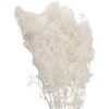 Clayre & Eef 5DF0043 Fiori secchi bianchi 8x4x60 cm