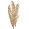 Clayre & Eef 5DF0044 Erba di Pampa decorativa Colori Naturali 70 cm Set di 5