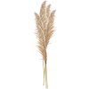 Clayre & Eef 5DF0044 Erba di Pampa decorativa Colori Naturali 70 cm Set di 5