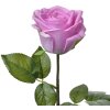 Clayre & Eef 6PL0273 Fiore artificiale viola 8x8x44 cm