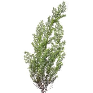 Clayre & Eef 5PL0087 Decorazione ramo di cipresso 10x10x100 cm