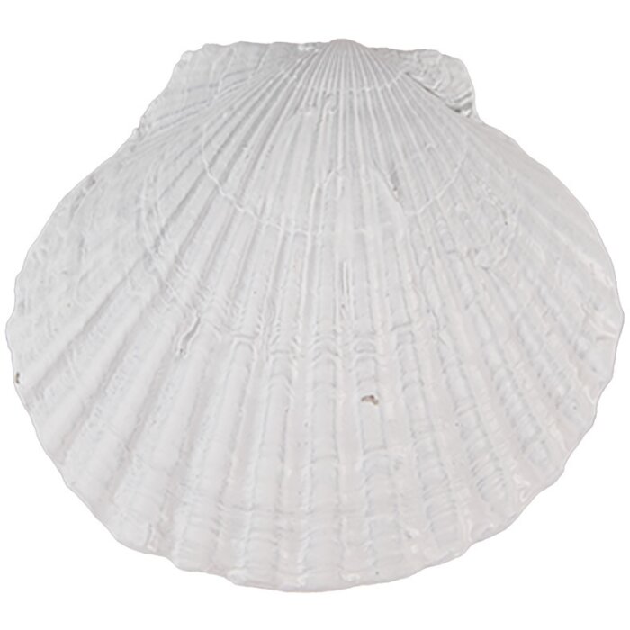 Clayre & Eef 65734 Pomello per porta a conchiglia in poliresina bianca 6x4x6 cm stile vintage