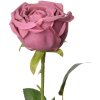Clayre & Eef 6PL0369DP Fiore artificiale di rosa 9x9x61 cm