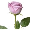 Clayre & Eef 6PL0369LPA Fiore artificiale Rosa Viola 9x9x61 cm