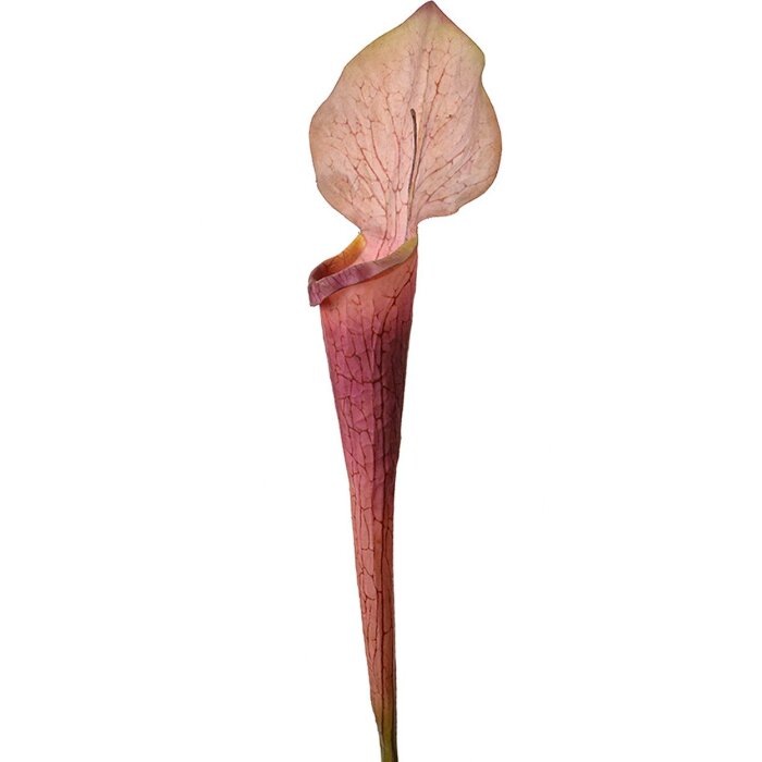 Clayre & Eef 5PL0188 Fiore artificiale viola 6x5x75 cm