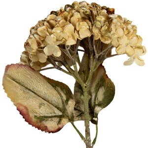 Clayre & Eef 6PL0404BE Decorazione Ramo con Fiori...