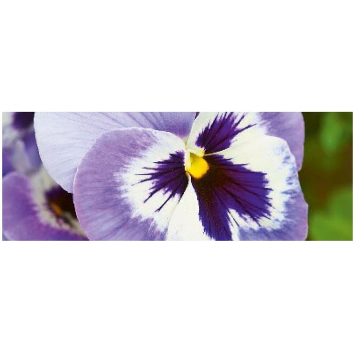 Cartoncino Artebene Pansy-21x8 cm