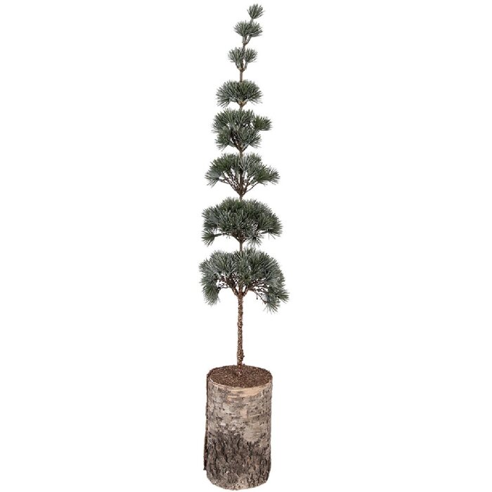 Decorazione Albero Clayre & Eef 50842 15x12x80 cm Verde Marrone