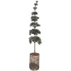 Decorazione Albero Clayre & Eef 50842 15x12x80 cm Verde Marrone