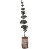 Decorazione Albero Clayre & Eef 50842 15x12x80 cm Verde Marrone