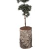 Decorazione Albero Clayre & Eef 50842 15x12x80 cm Verde Marrone