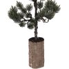 Decorazione Albero con LED Clayre & Eef Verde e Marrone 75x28x20 cm