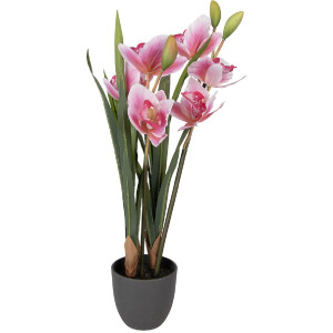 Pianta artificiale Cattleya Hybrida Rosa Verde 14x14x55 cm Clayre & Eef