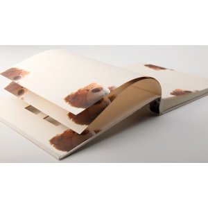 Album per bambini "Orso classico