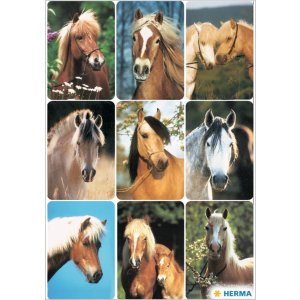 bellissimi adesivi con facce di cavalli da decorazione