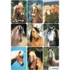 bellissimi adesivi con facce di cavalli da decorazione