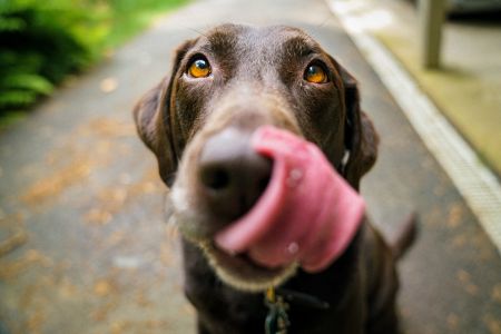 Idee fotografiche con un cane