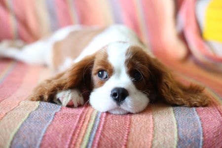 Servizio fotografico con un cane